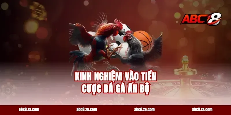 Kinh nghiệm vào tiền cược đá gà Ấn Độ