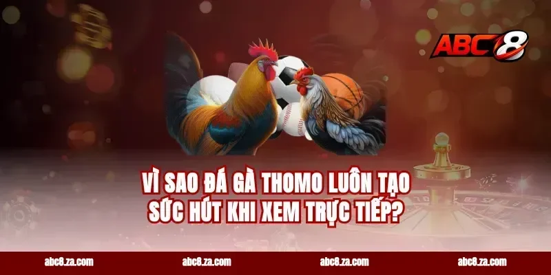 Vì sao đá gà Thomo luôn tạo sức hút khi xem trực tiếp?
